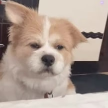 探花宾馆约炮零零后工厂小妹