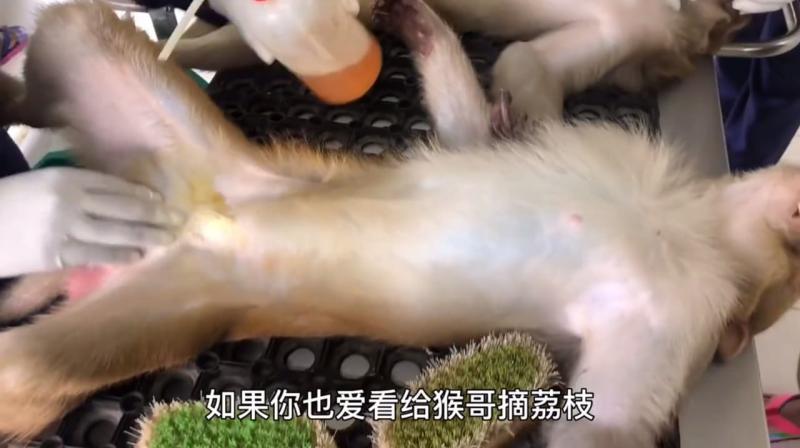 给猴哥摘荔枝是一种什么样的体验