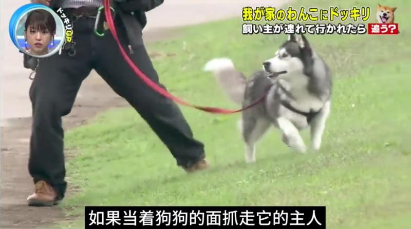 国外奇葩综艺，如果主人被绑走了，你的狗狗会救你吗