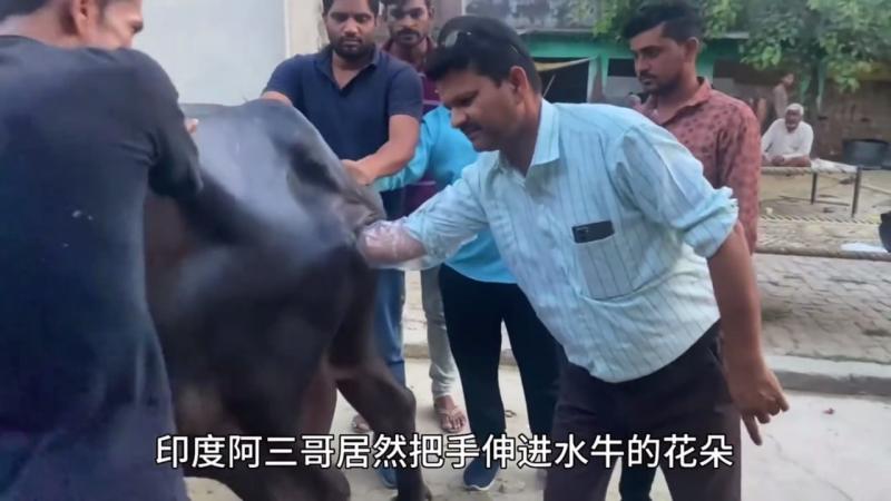 牛突然倒地不起，请来印度神医过来帮忙